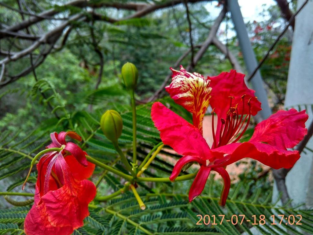 Purity Guest House Auroville Luaran gambar