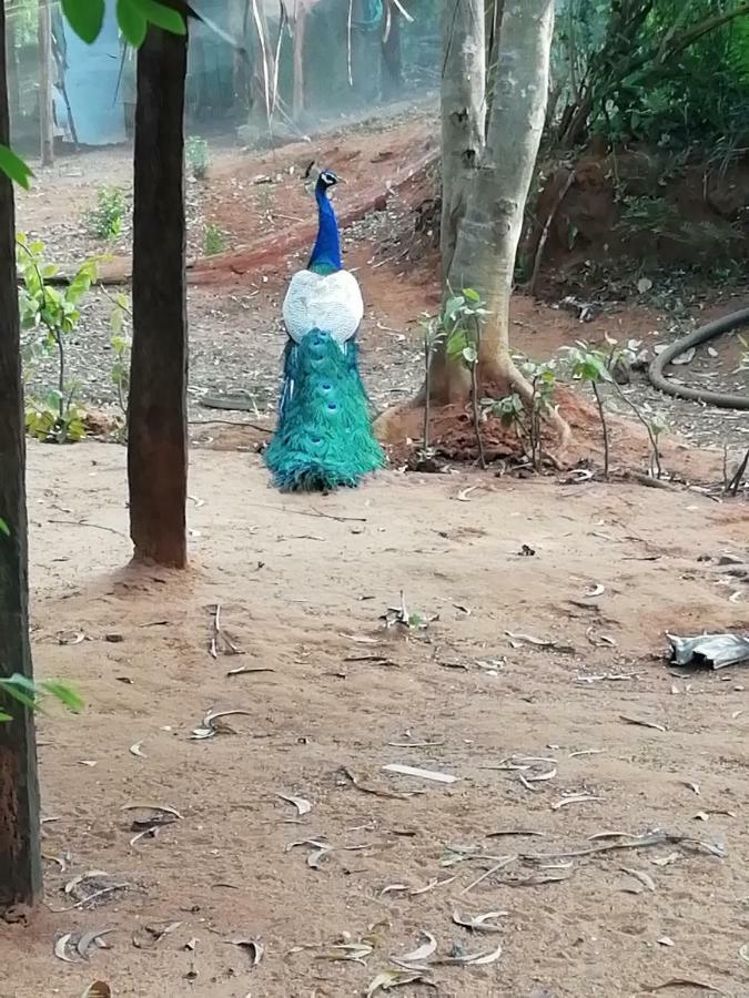 Purity Guest House Auroville Luaran gambar